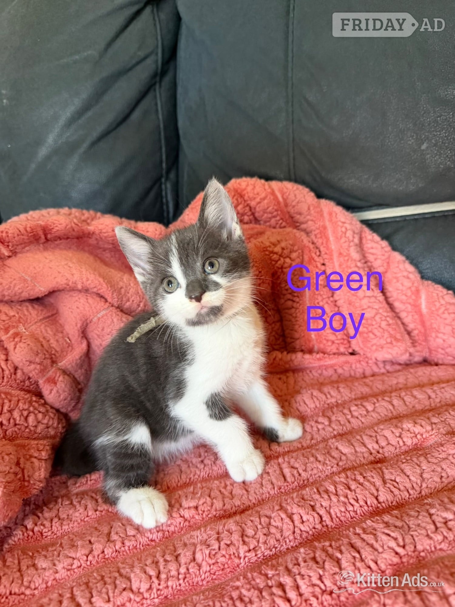 7 Beautiful kittens now ready to go 