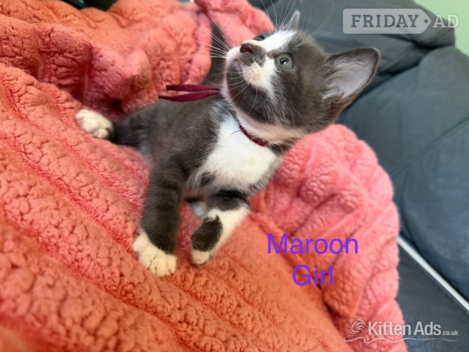 Nottingham 7 Beautiful kittens now ready to go 