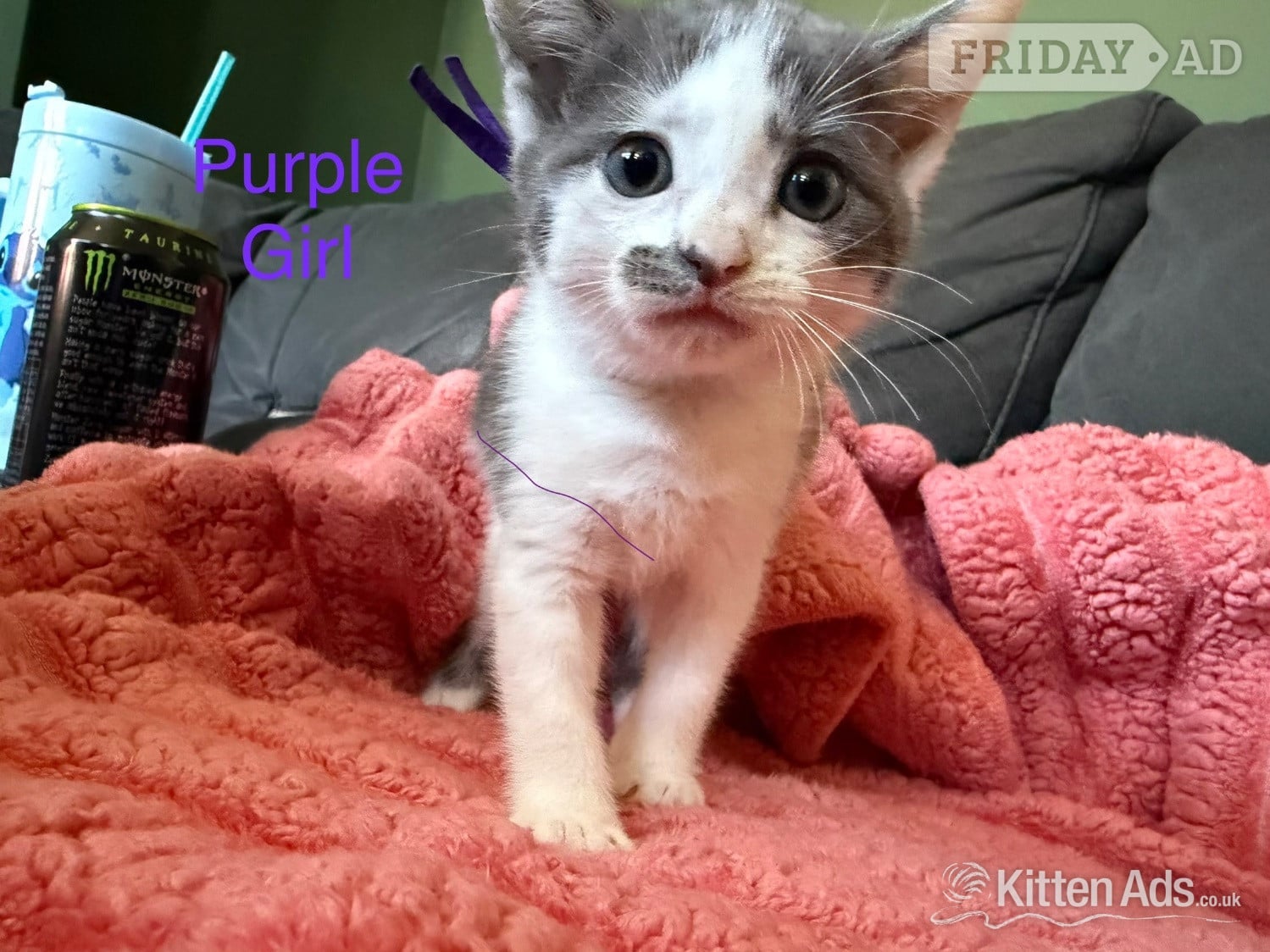 7 Beautiful kittens now ready to go  -  in Nottingham