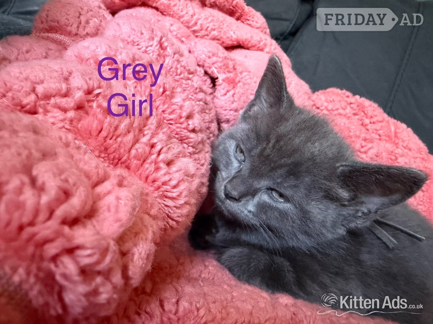 7 Beautiful kittens now ready to go  - 