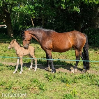 "Cherry" Bay Mare Broodmare
