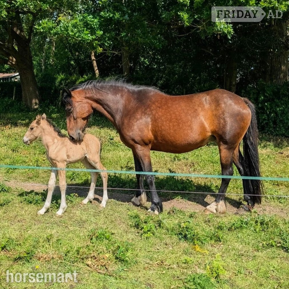 "Cherry" Bay Mare Broodmare in Reading