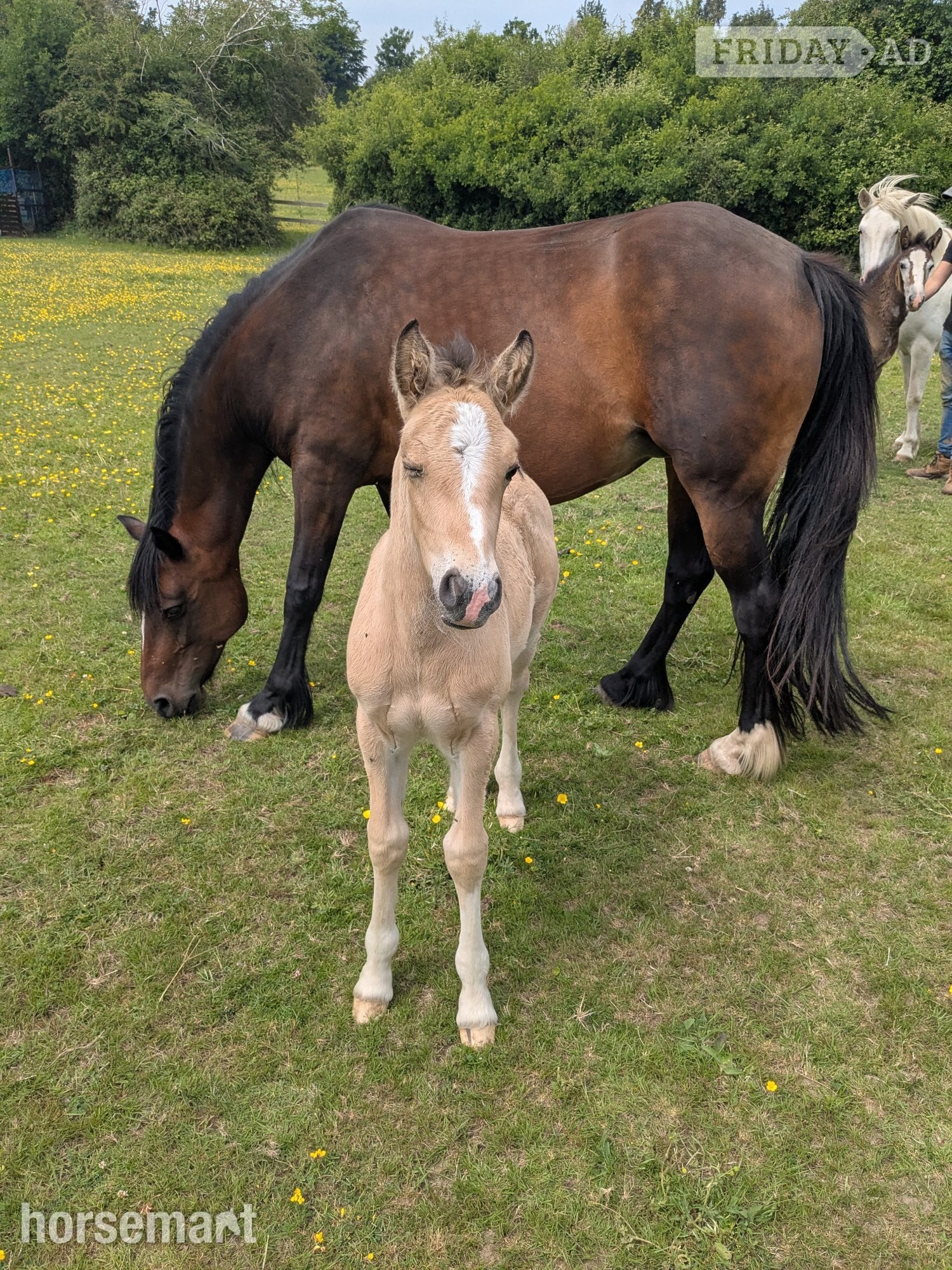 "Cherry" Bay Mare Broodmare