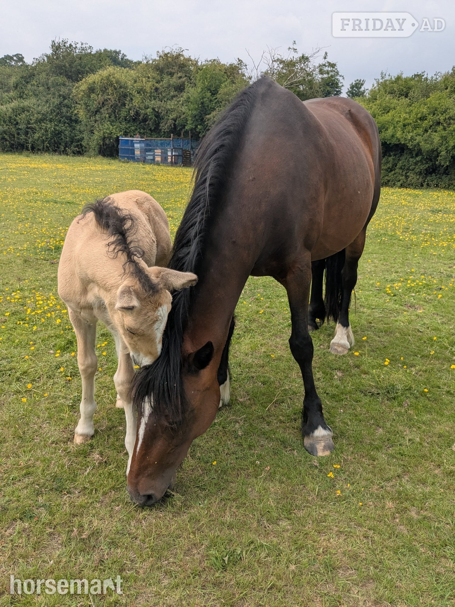 Reading "Cherry" Bay Mare Broodmare