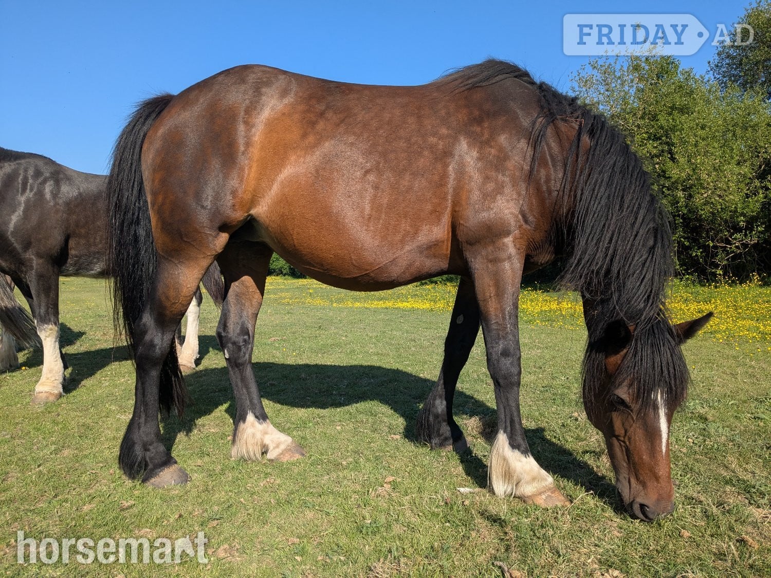 "Cherry" Bay Mare Broodmare - Horses in Reading