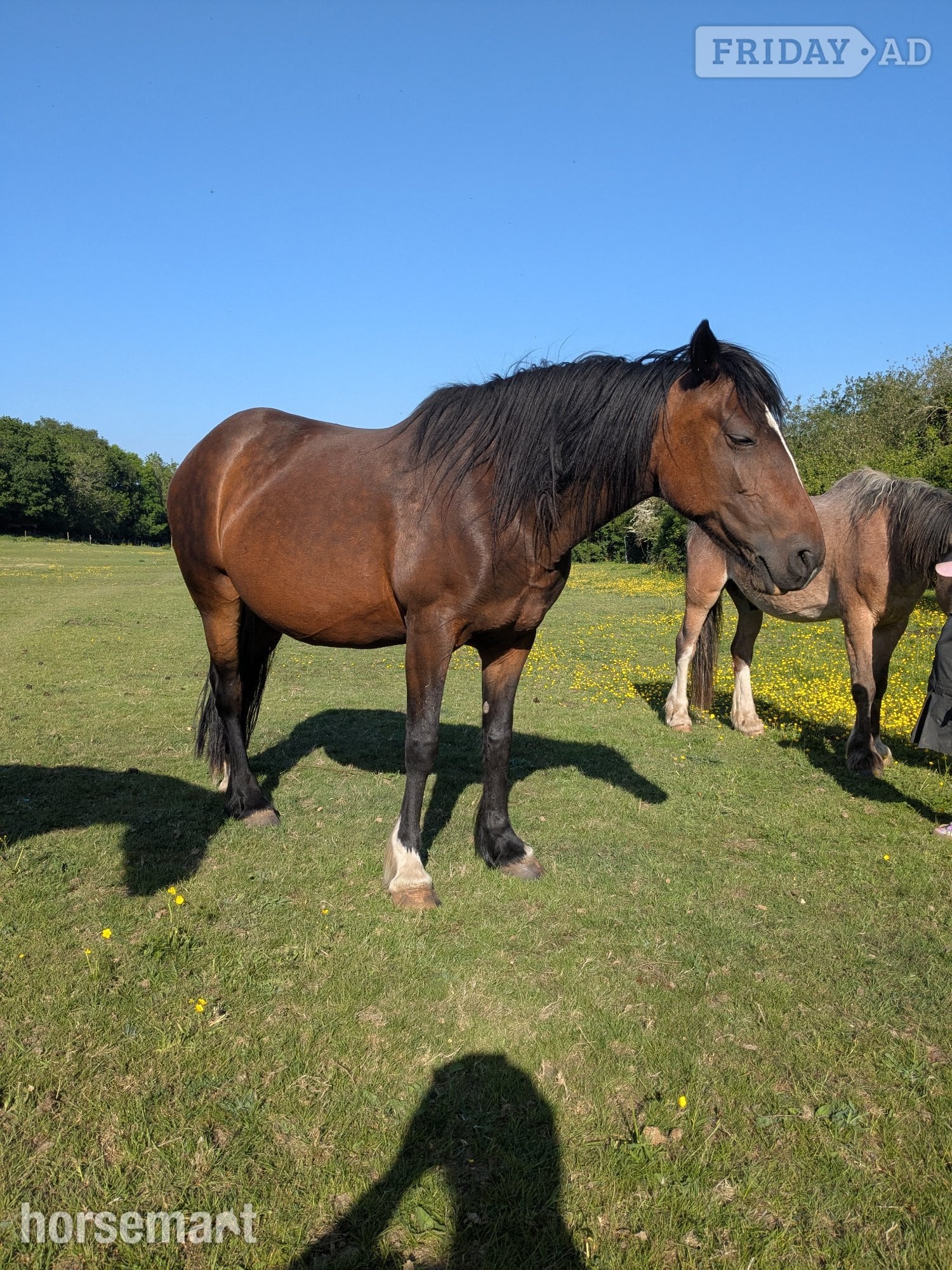 "Cherry" Bay Mare Broodmare - Horses