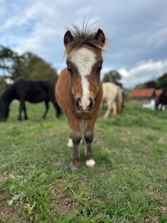 "Bromelands Daydream Believer" Bay Colt Miniature Horse