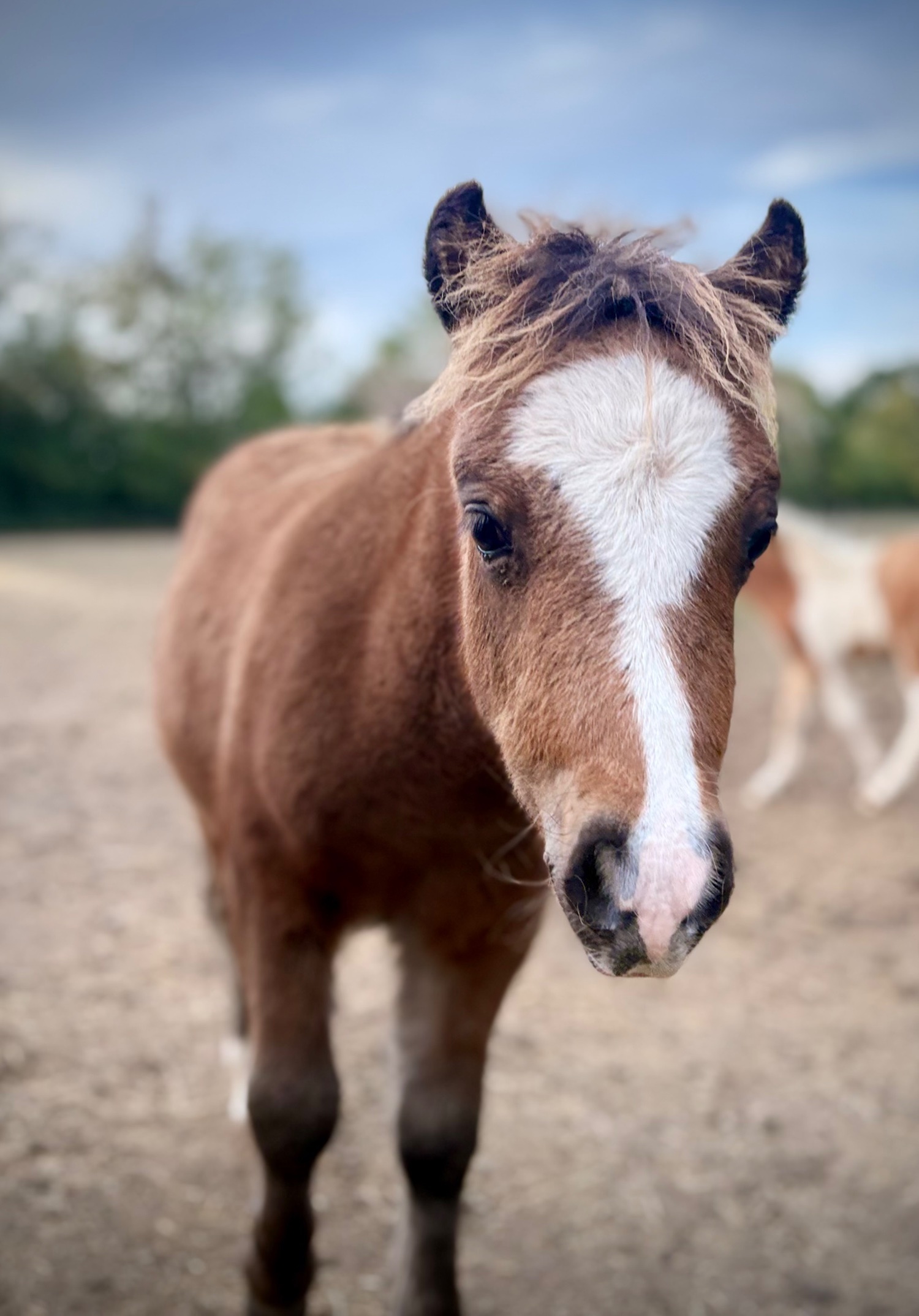 "Bromelands Daydream Believer" Bay Colt Miniature Horse