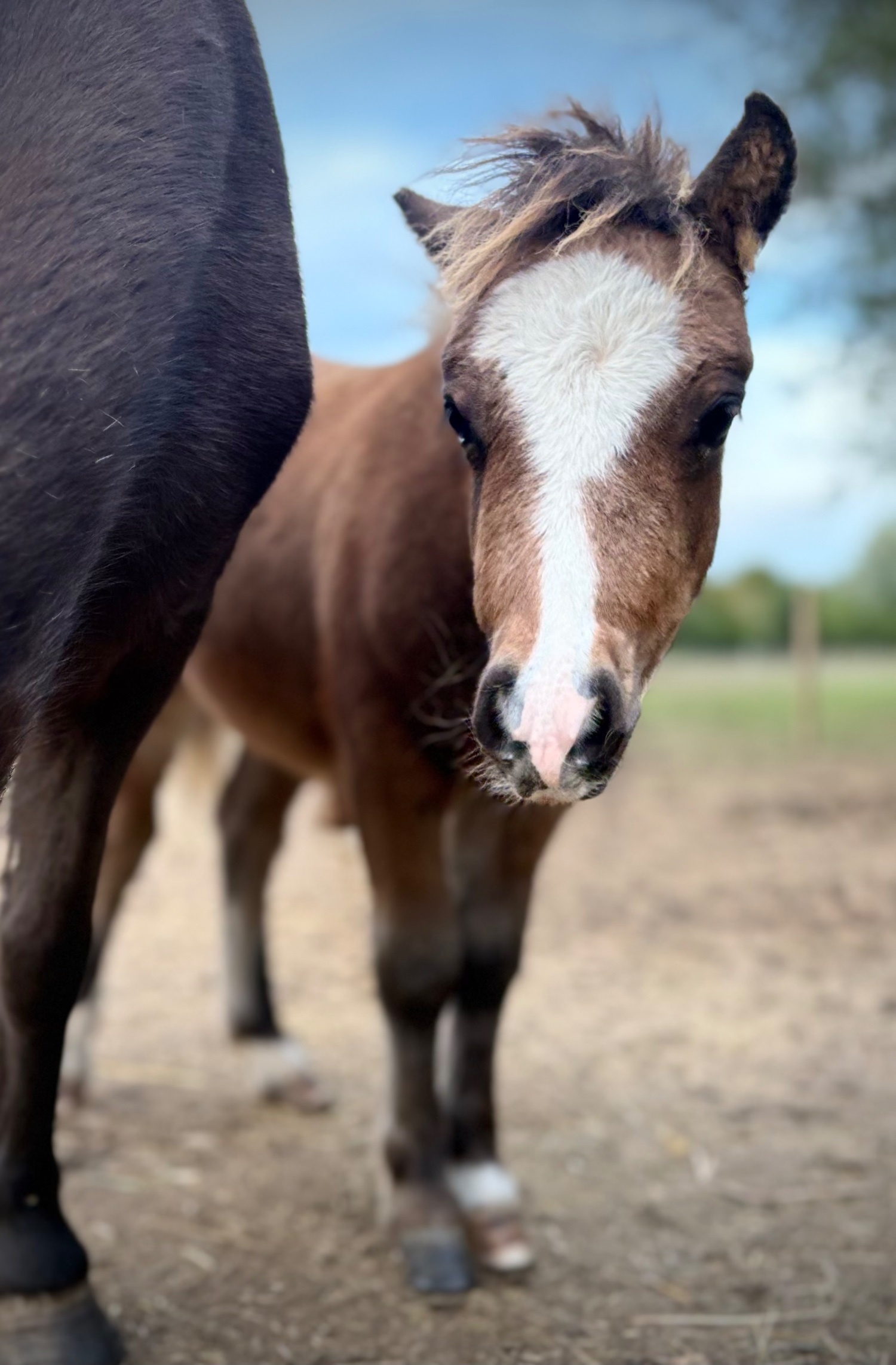 Eye "Bromelands Daydream Believer" Bay Colt Miniature Horse