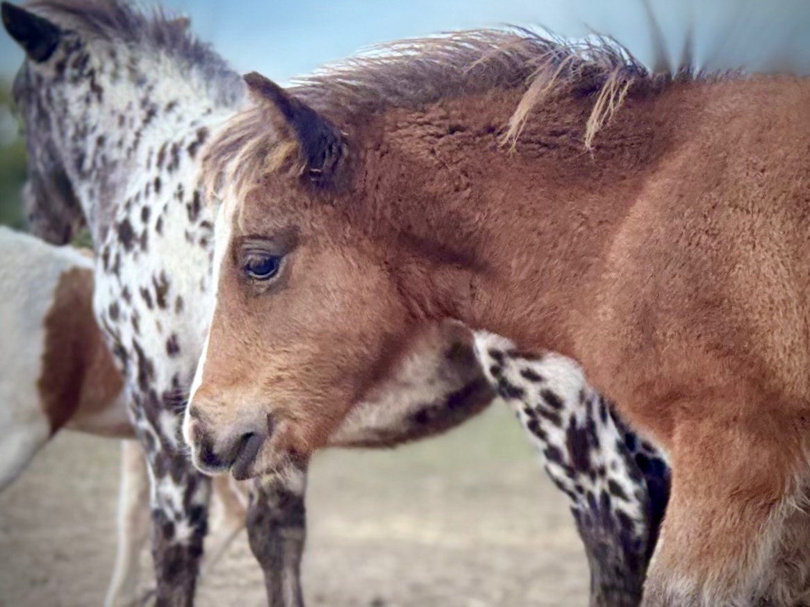 "Bromelands Daydream Believer" Bay Colt Miniature Horse - Horses in Eye