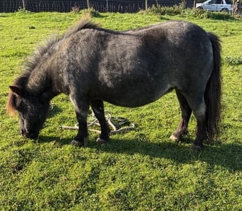 "CASTLETHORPE EXOTIC DOTTY" Blue Roan Mare Broodmare