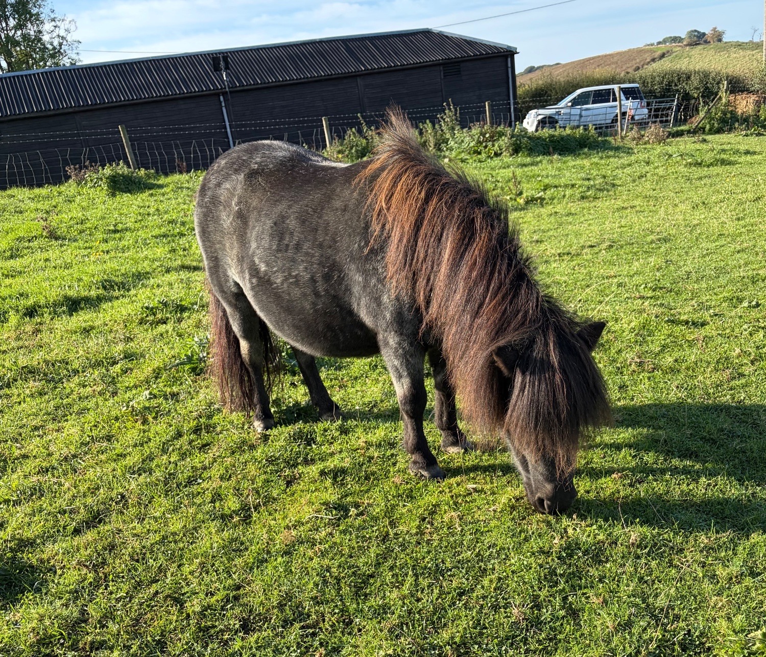 "CASTLETHORPE EXOTIC DOTTY" Blue Roan Mare Broodmare