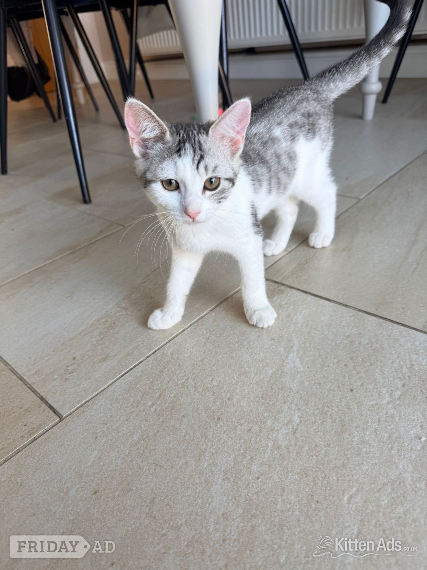 Bengal cross kittens  in Bristol