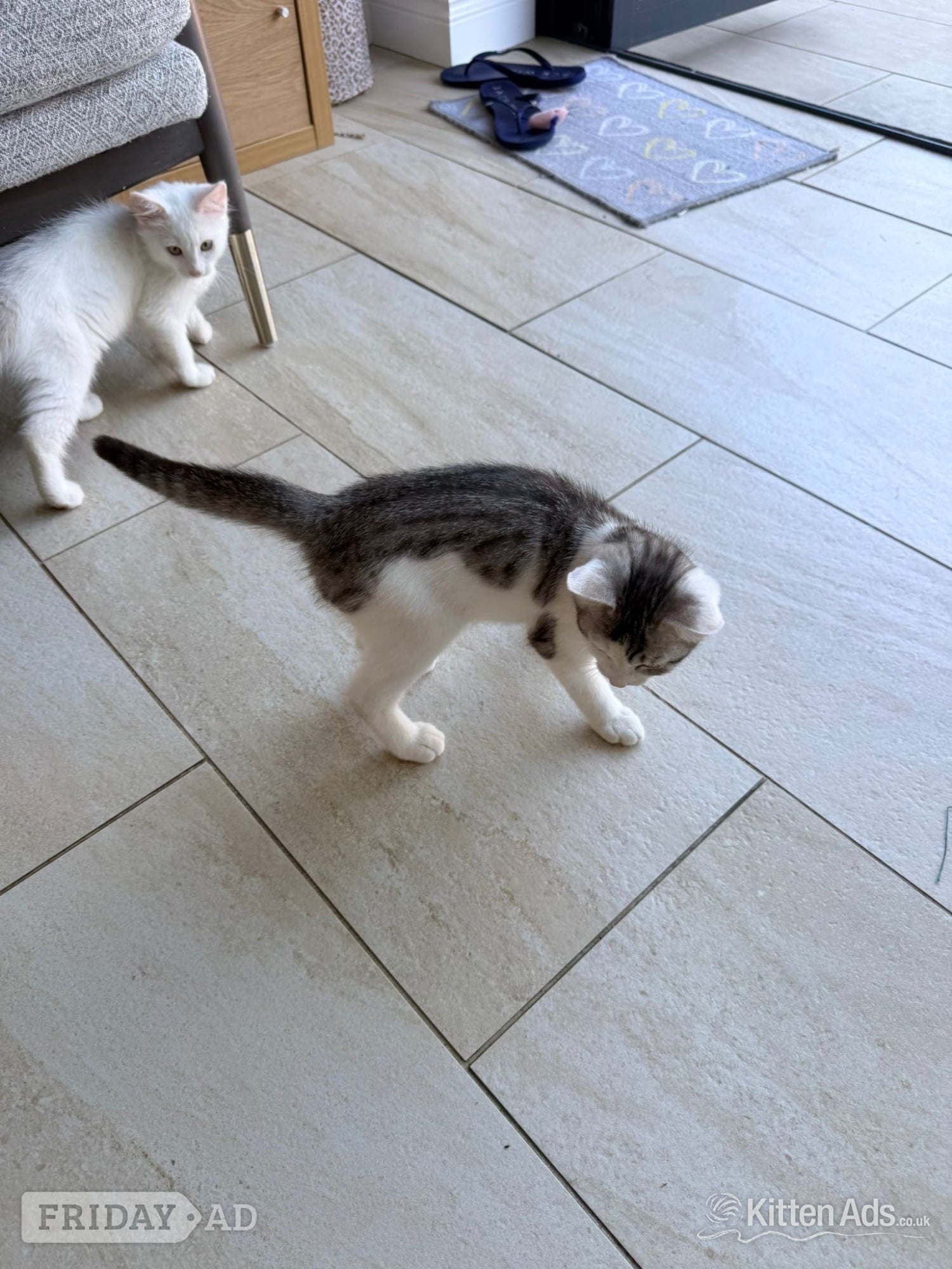 Bengal cross kittens 