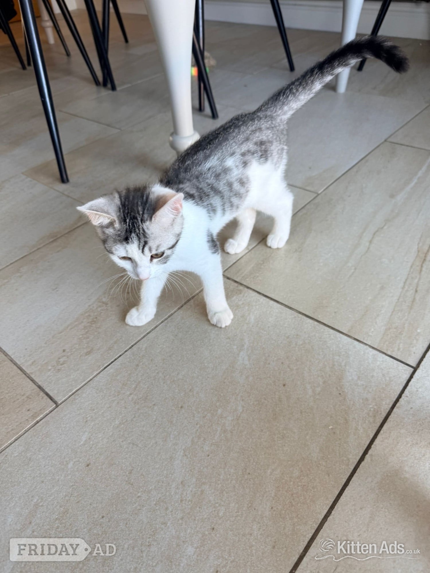 Bristol Bengal cross kittens 