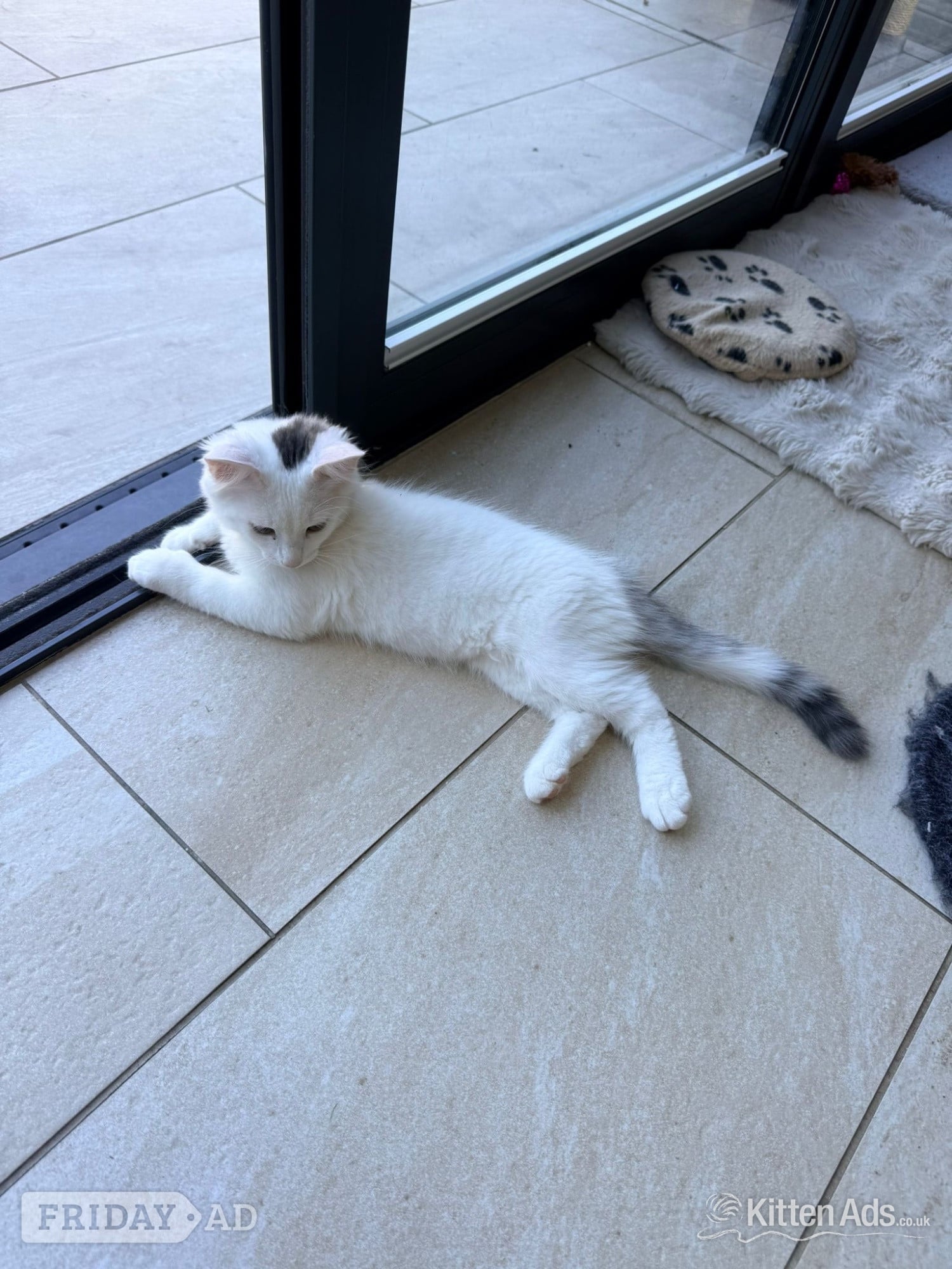 Bengal cross kittens  - Cats & Kittens in Bristol