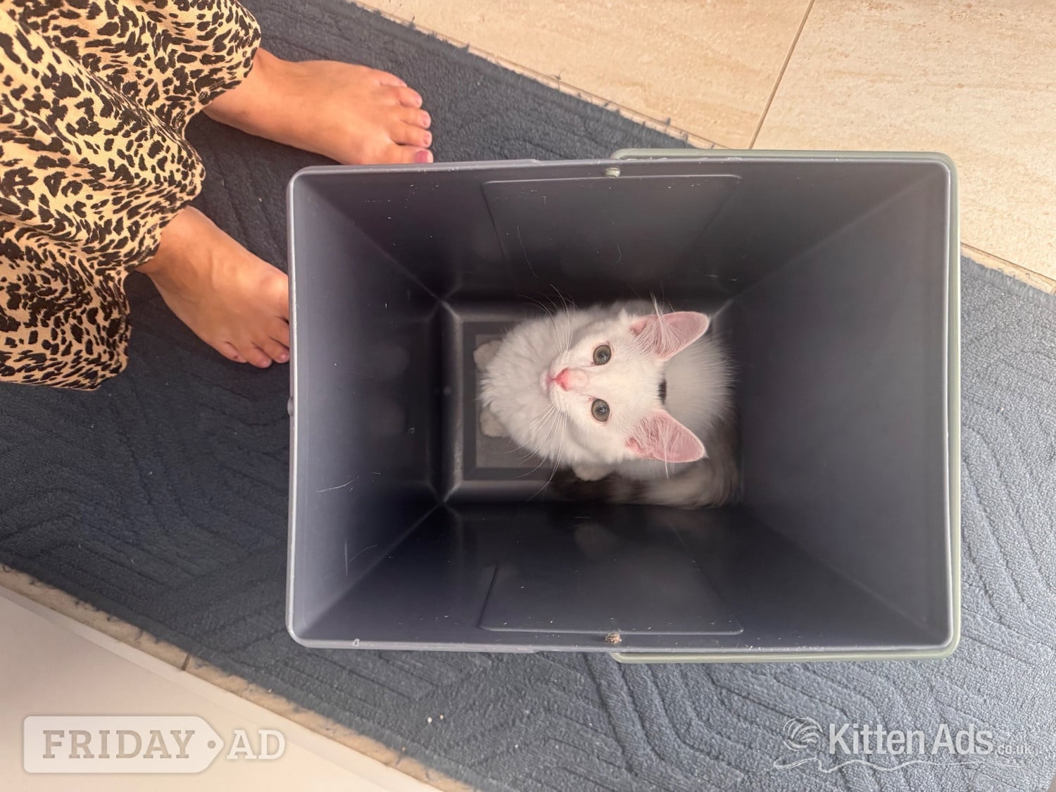 Bengal cross kittens  - Cats & Kittens