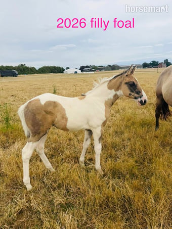 "Gabriella " Tobiano Filly Youngstock / Foal