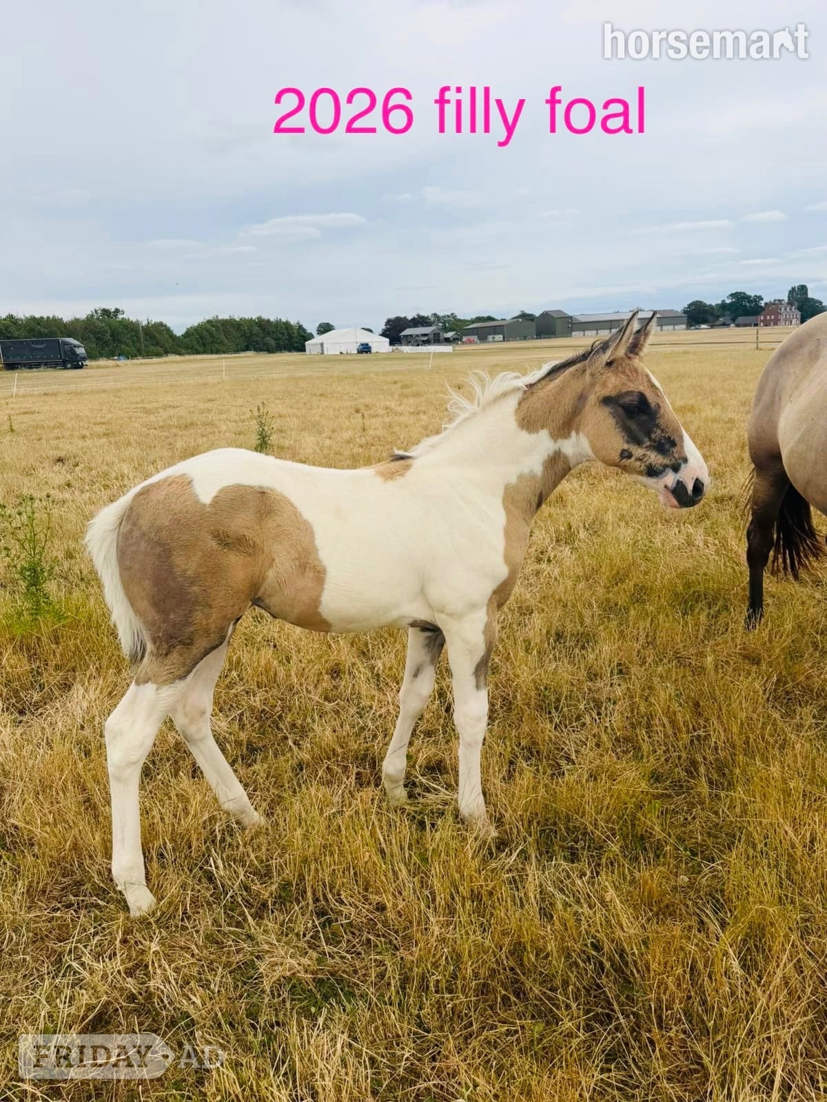 "Gabriella " Tobiano Filly Youngstock / Foal in Shrewsbury