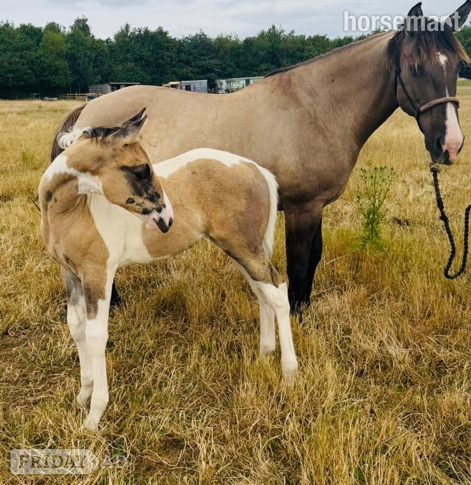 "Gabriella " Tobiano Filly Youngstock / Foal