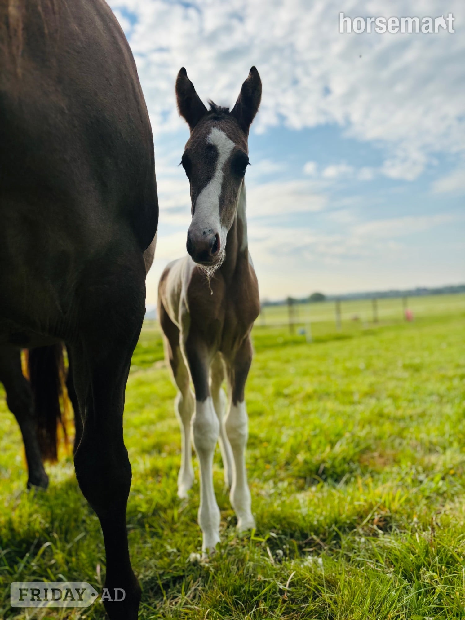 Shrewsbury "Gabriella " Tobiano Filly Youngstock / Foal