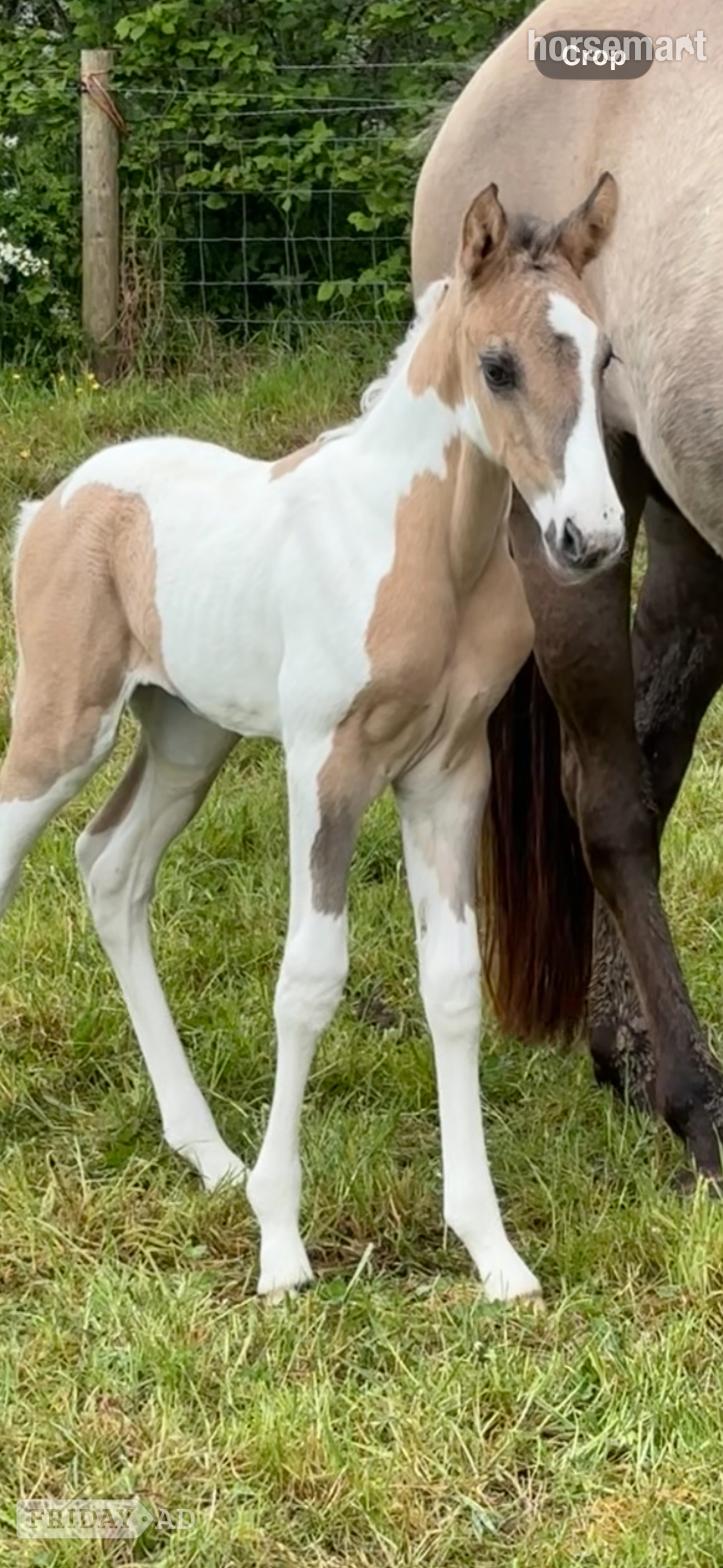 "Gabriella " Tobiano Filly Youngstock / Foal - Horses in Shrewsbury