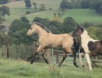 "PENPONT JAKE" Dun Colt Youngstock / Foal