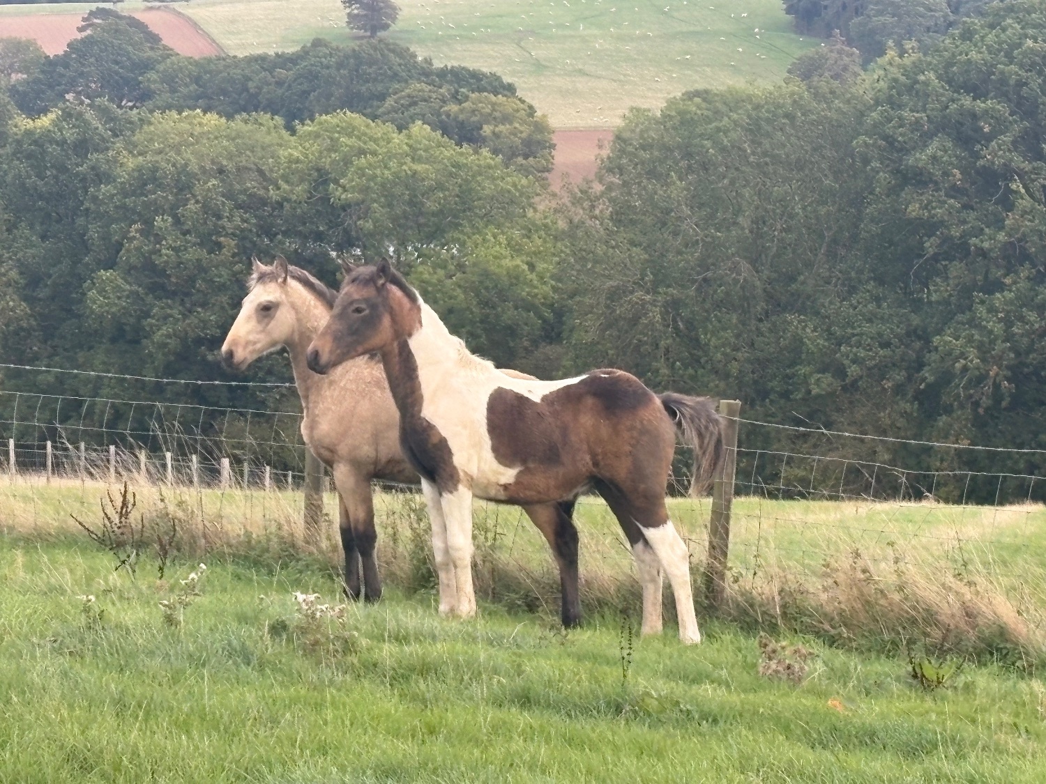 Hereford "PENPONT JAKE" Dun Colt Youngstock / Foal