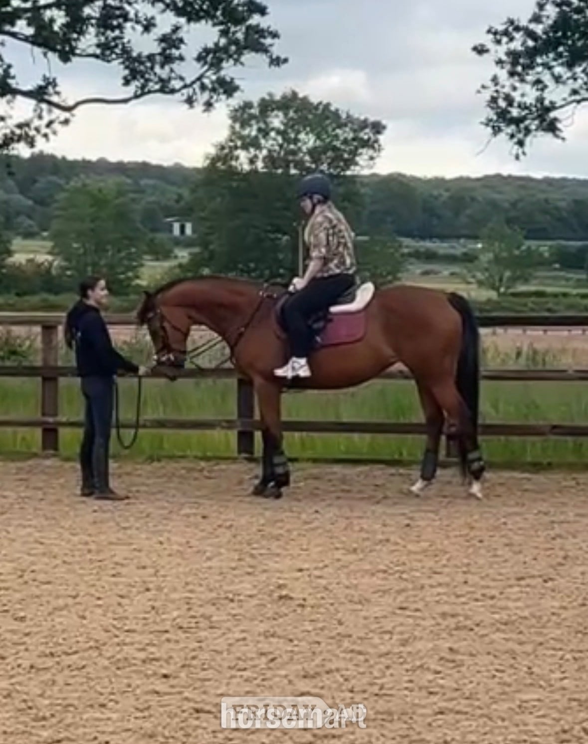 "Rosie " Bay Mare All Rounder in Cannock
