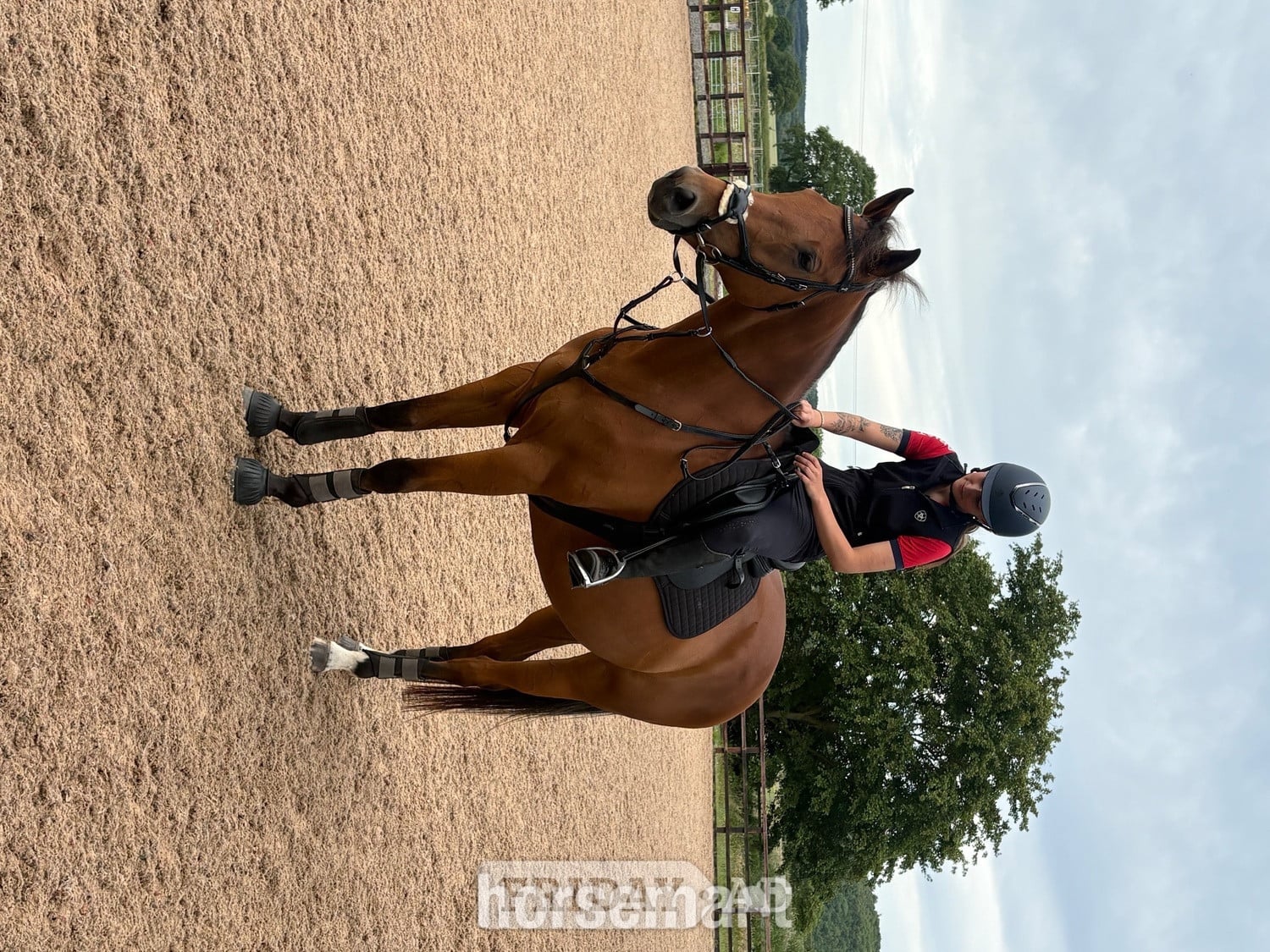 "Rosie " Bay Mare All Rounder