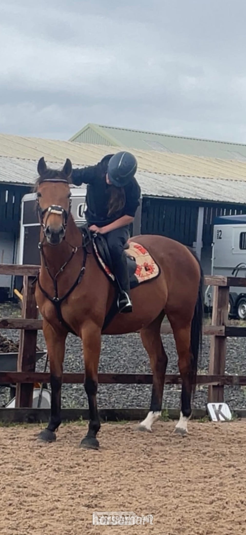 Cannock "Rosie " Bay Mare All Rounder