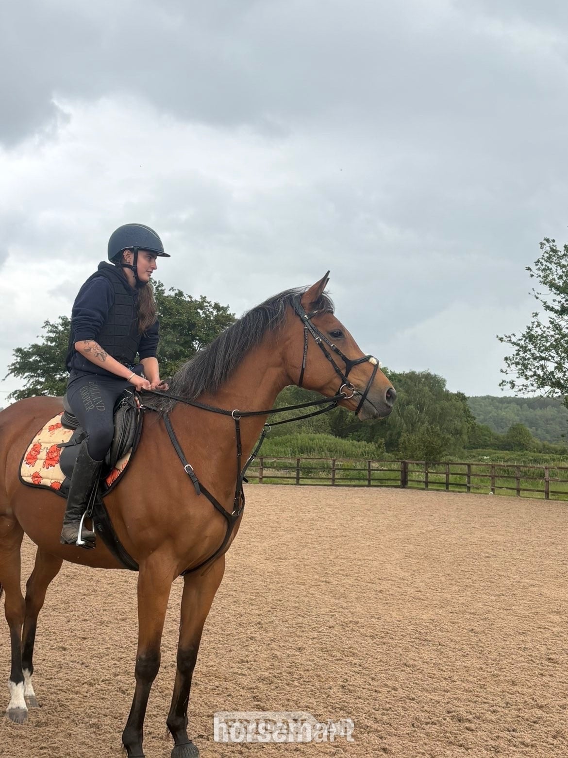 "Rosie " Bay Mare All Rounder - Horses in Cannock