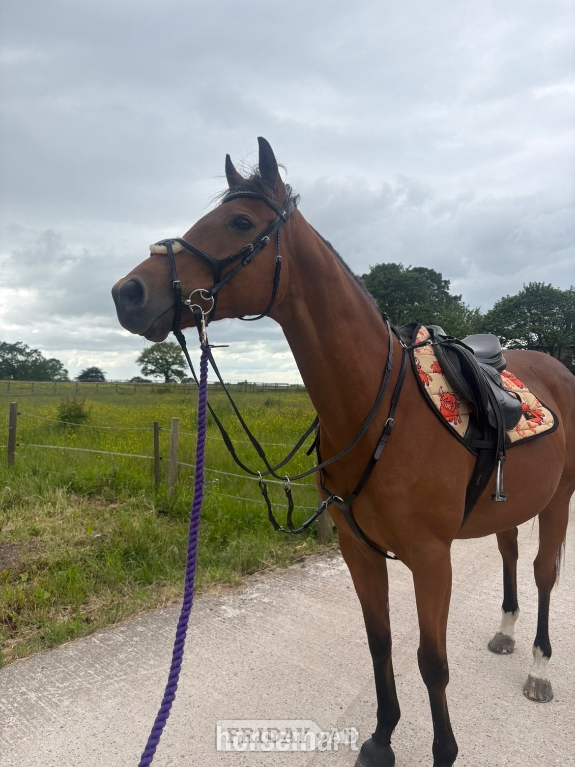 "Rosie " Bay Mare All Rounder - Horses