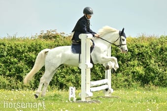"Springbourne Ciara" Grey Mare All Rounder
