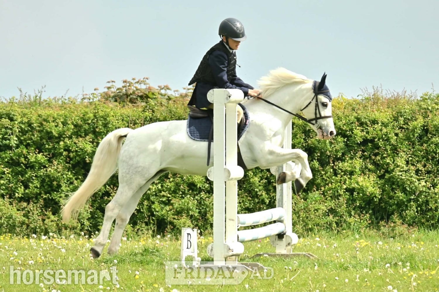 "Springbourne Ciara" Grey Mare All Rounder in Southsea