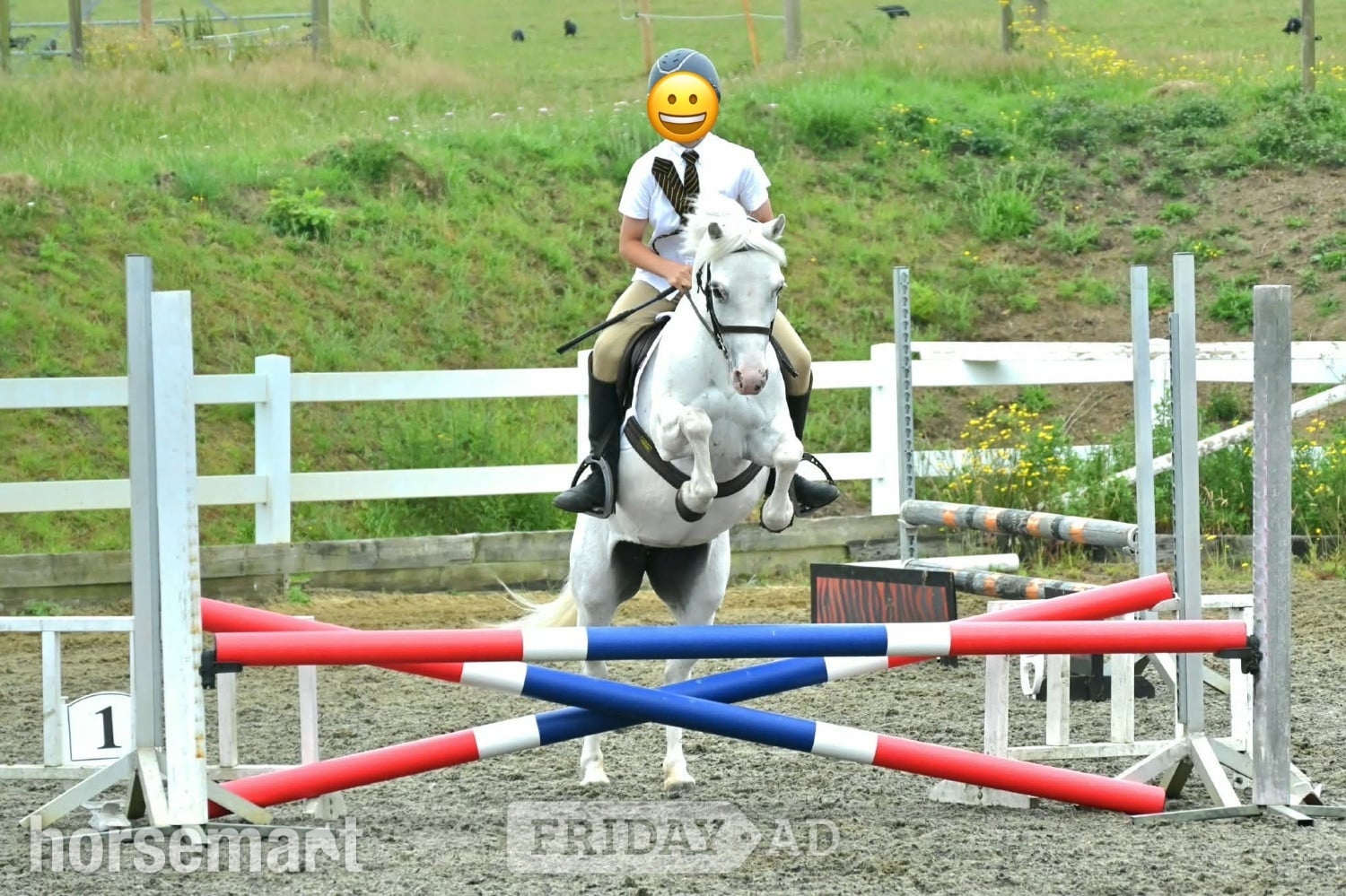 "Springbourne Ciara" Grey Mare All Rounder