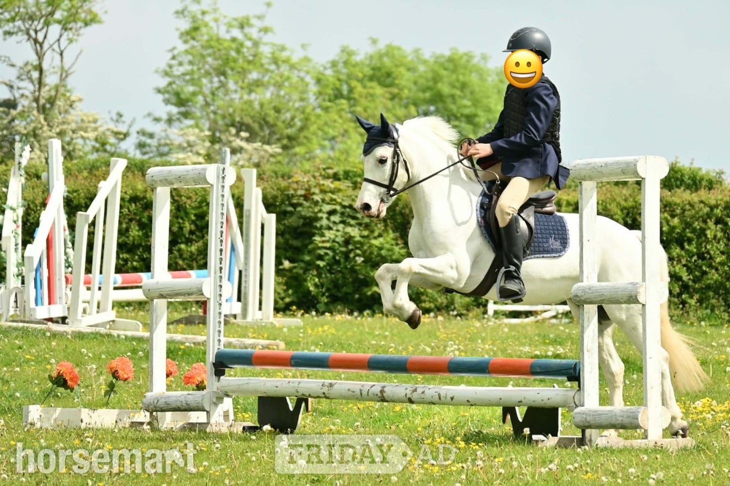 "Springbourne Ciara" Grey Mare All Rounder - Horses in Southsea