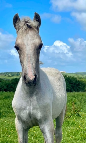 "Bartonhill Speed Of Life" Grey Filly Youngstock / Foal
