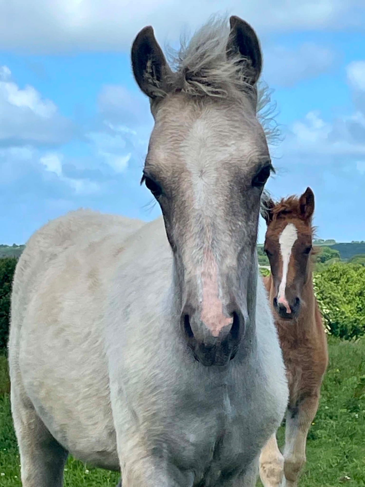 "Bartonhill Speed Of Life" Grey Filly Youngstock / Foal