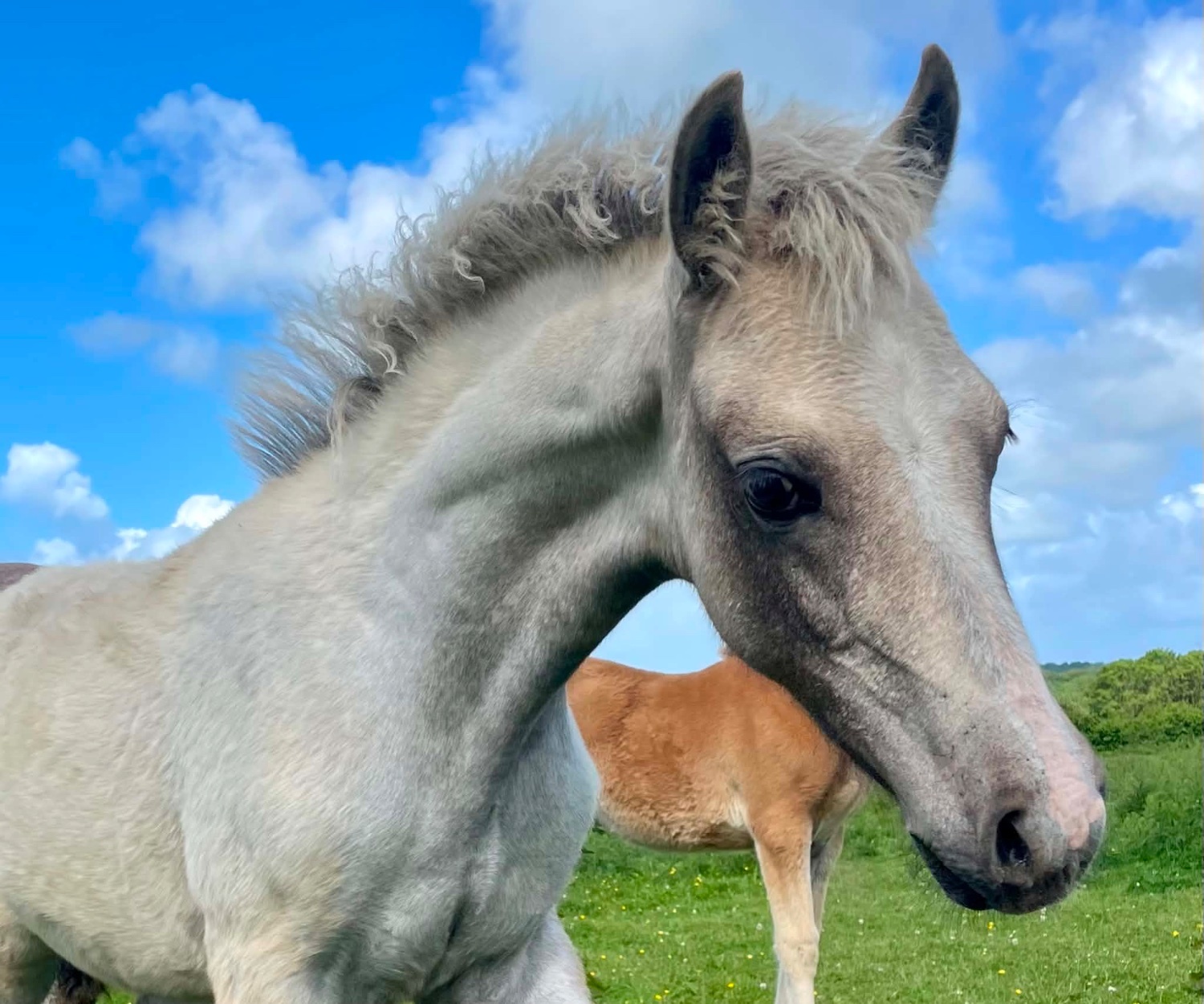 Bude "Bartonhill Speed Of Life" Grey Filly Youngstock / Foal