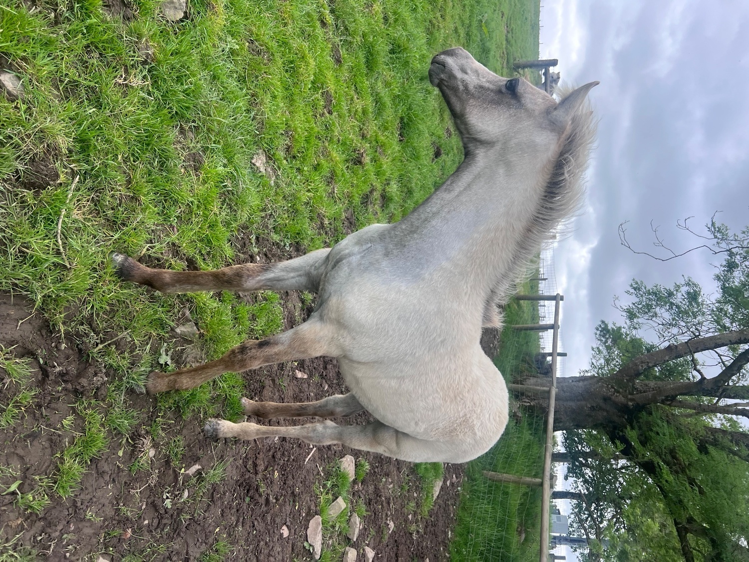 "Bartonhill Speed Of Life" Grey Filly Youngstock / Foal - Horses in Bude