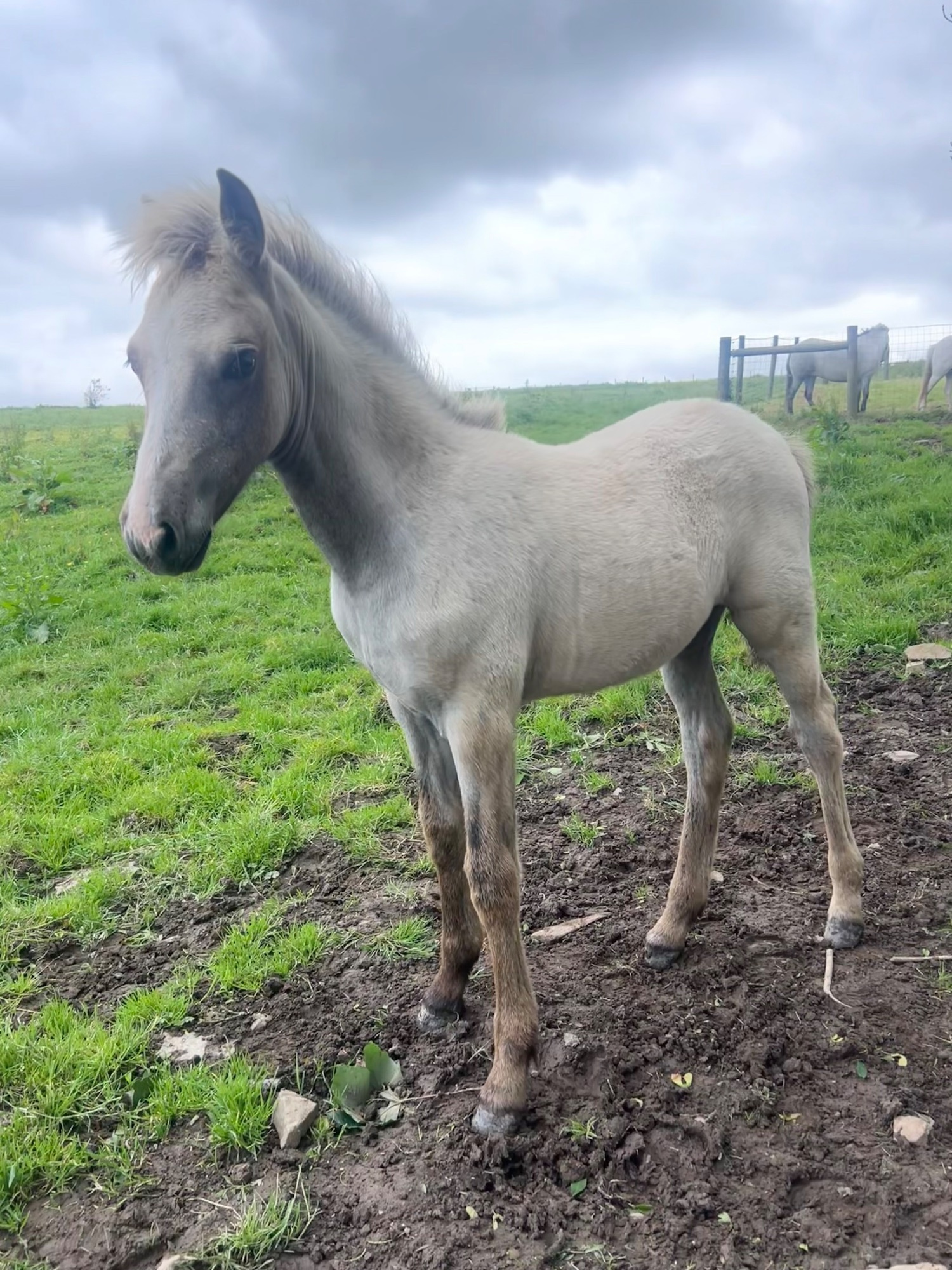 "Bartonhill Speed Of Life" Grey Filly Youngstock / Foal - Horses