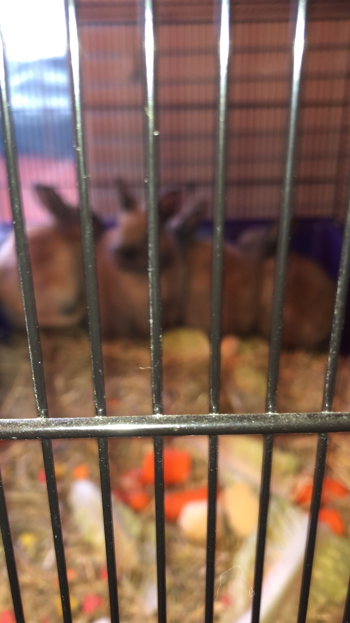 Croydon Dwarf rabbits and hutch
