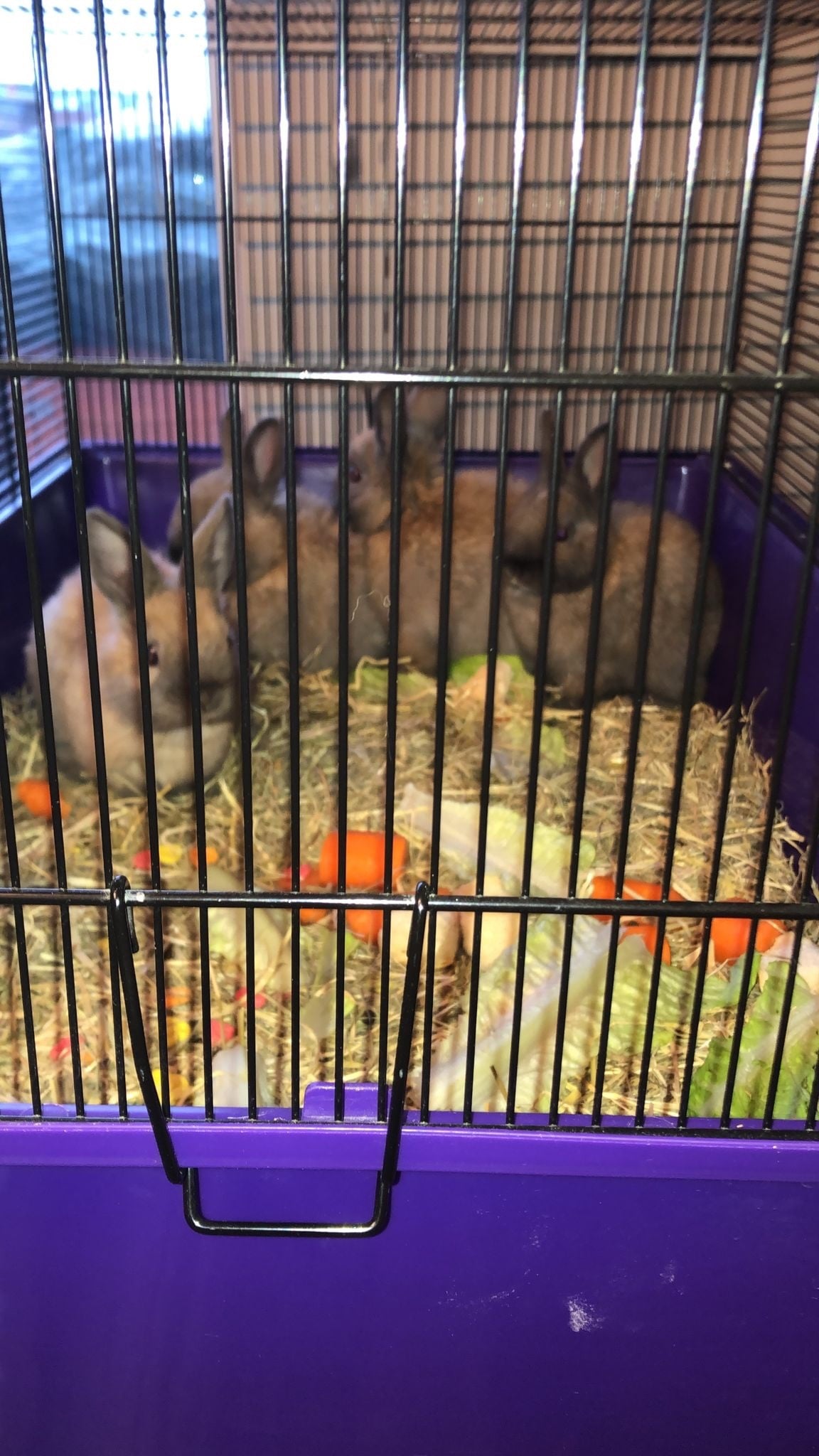 Dwarf rabbits and hutch -  in Croydon