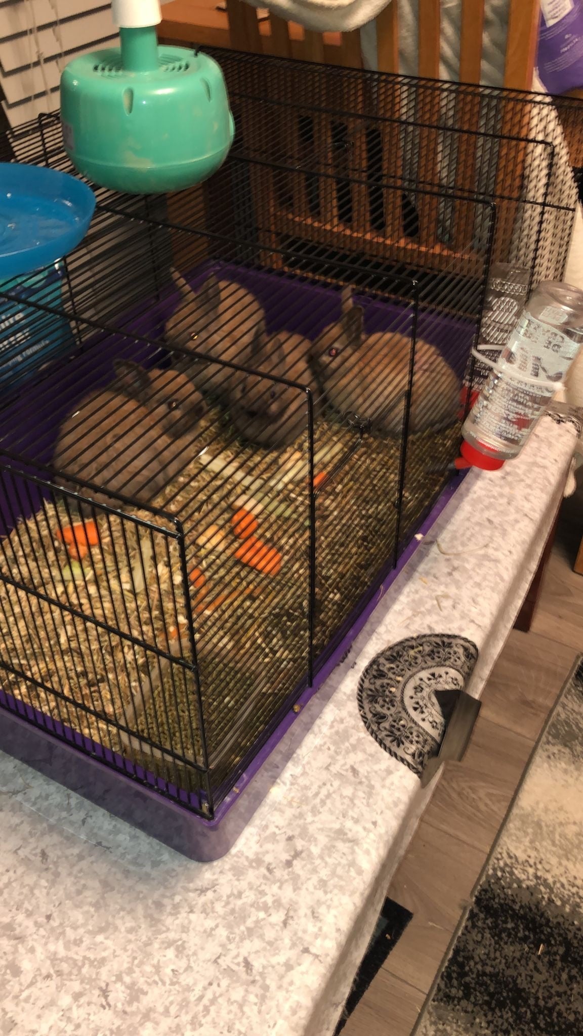 Dwarf rabbits and hutch - 