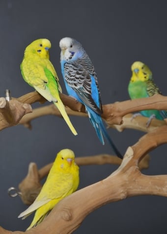 Budgies Available. Young and adult , Mix colours