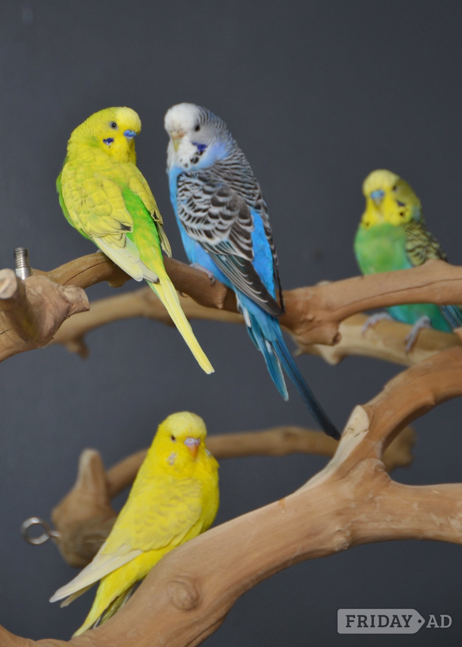 Budgies Available. Young and adult , Mix colours in Birmingham