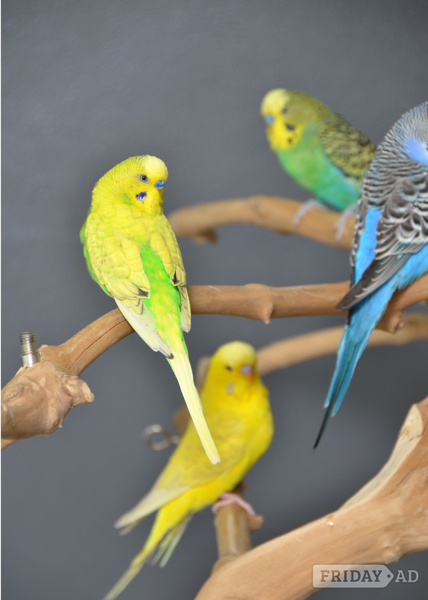 Birmingham Budgies Available. Young and adult , Mix colours
