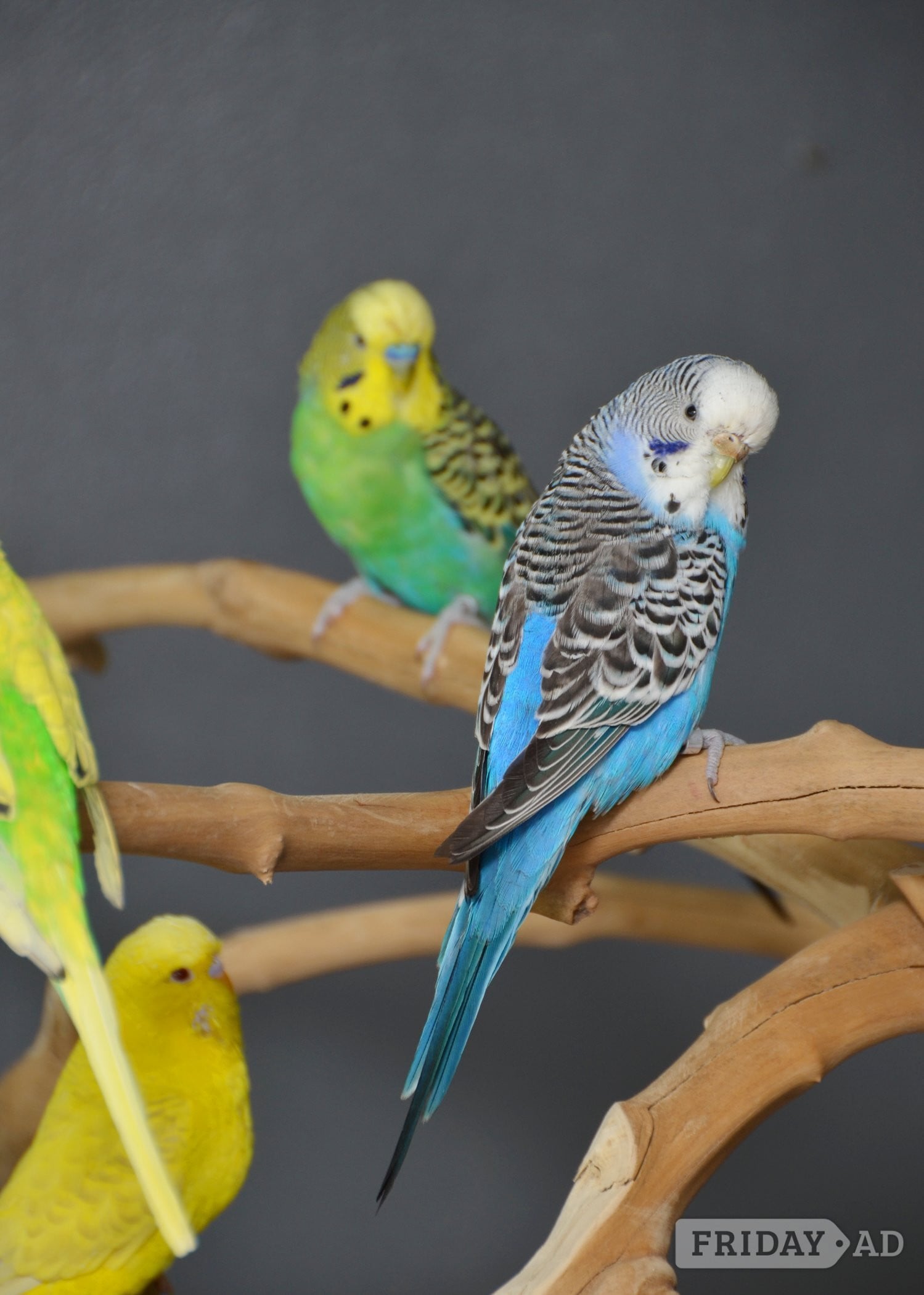 Budgies Available. Young and adult , Mix colours - Birds in Birmingham