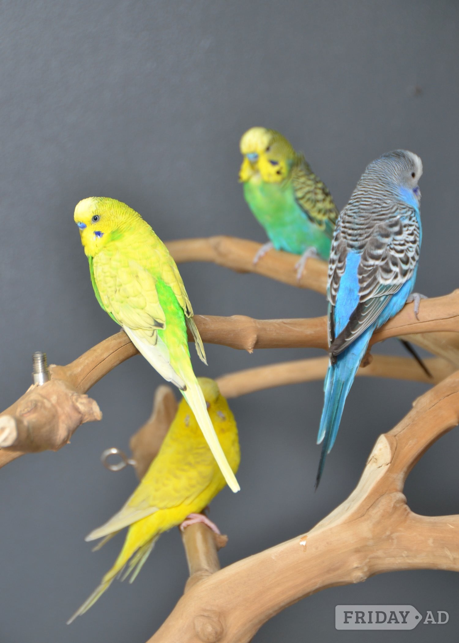 Budgies Available. Young and adult , Mix colours - Birds